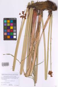 Схеноплектус озерный (L.) Palla, Восточная Европа, Московская область и Москва (E4a) (Россия)