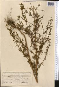 Полынь однолетняя L., Средняя Азия и Казахстан, Западный Тянь-Шань и Каратау (M3) (Казахстан)