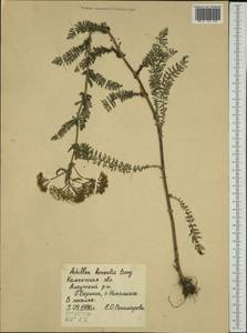 Achillea millefolium var. borealis (Bong.) Farw., Сибирь, Чукотка и Камчатка (S7) (Россия)