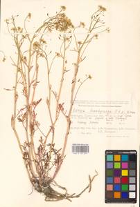 Жерушник короткоплодный (C.A.Mey.) Hayek, Средняя Азия и Казахстан, Прикаспийский Устюрт и Северное Приаралье (M8) (Казахстан)