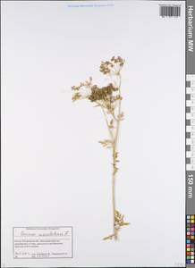 Болиголов крапчатый, Болиголов пятнистый L., Восточная Европа, Центральный лесной район (E5) (Россия)