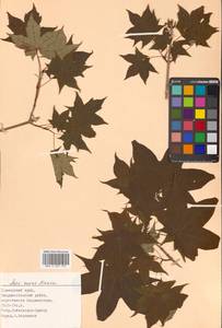 Клен моно, Клен мелколистный (Maxim.) H.Ohashi, Сибирь, Дальний Восток (S6) (Россия)
