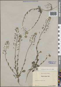 Ноккея ранняя (Wulfen) F.K.Mey., Крым (KRYM) (Россия)