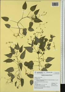 Stellaria glochidosperma (Murb.) Freyn, Западная Европа (EUR) (Италия)