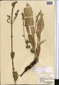 Solenanthus turkestanicus (Regel & Smirn.) Kusn., Средняя Азия и Казахстан, Памир и Памиро-Алай (M2) (Таджикистан)