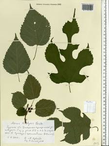 Morus indica L., Восточная Европа, Центральный лесостепной район (E6) (Россия)