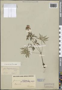 Герань луговая L., Сибирь, Прибайкалье и Забайкалье (S4) (Россия)