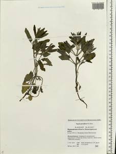 Nepeta ucranica subsp. parviflora (M.Bieb.) M.Masclans de Bolos, Восточная Европа, Центральный лесостепной район (E6) (Россия)