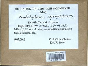 Barbilophozia lycopodioides (Wallr.) Loeske, Гербарий мохообразных, Мхи - Западная Европа (BEu) (Словакия)