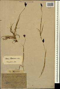 Carex aterrima subsp. medwedewii (Leskov) T.V.Egorova, Кавказ, Краснодарский край и Адыгея (K1a) (Россия)