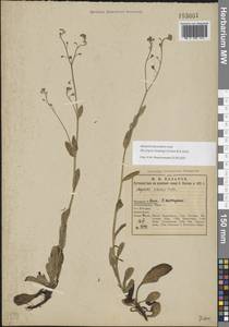 Незабудка стелющаяся Host, Восточная Европа, Северный район (E1) (Россия)