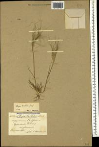 Stipellula capensis (Thunb.) Röser & Hamasha, Кавказ, Азербайджан (K6) (Азербайджан)