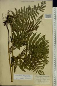 Орляк обыкновенный (L.) Kuhn, Восточная Европа, Западно-Украинский район (E13) (Украина)