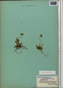 Первоцвет холодный Adams, Кавказ, Армения (K5) (Армения)