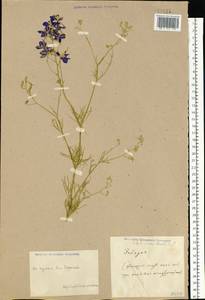 Delphinium consolida subsp. consolida, Восточная Европа, Центральный район (E4) (Россия)