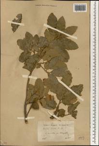 Quercus persica Jaub. & Spach, Зарубежная Азия (ASIA) (Турция)