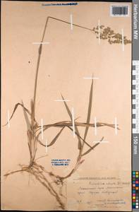 Anthoxanthum nitens (Weber) Y.Schouten & Veldkamp, Сибирь, Алтай и Саяны (S2) (Россия)