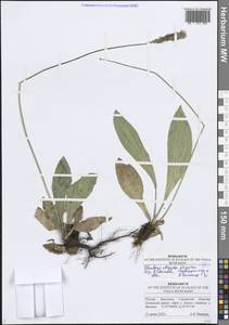 Подорожник Урвилля Opiz, Восточная Европа, Средневолжский район (E8) (Россия)