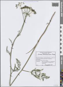 Тмин бурятский Turcz., Сибирь, Прибайкалье и Забайкалье (S4) (Россия)