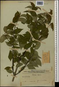 Кизил мужской, Кизил обыкновенный L., Кавказ, Азербайджан (K6) (Азербайджан)