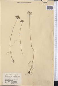 Allium litvinovii Drobow ex Vved., Средняя Азия и Казахстан, Памир и Памиро-Алай (M2) (Киргизия)