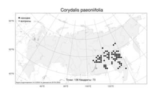 Corydalis paeoniifolia, Хохлатка пионолистная (Steph.) Pers., Атлас флоры России (FLORUS) (Россия)
