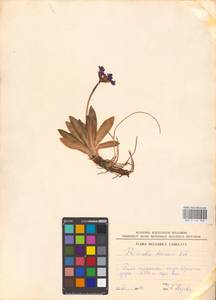 Primula deorum Velen., Западная Европа (EUR) (Болгария)