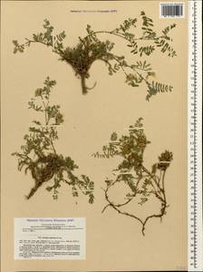 Astragalus adzharicus M. Popov, Кавказ, Грузия (K4) (Грузия)