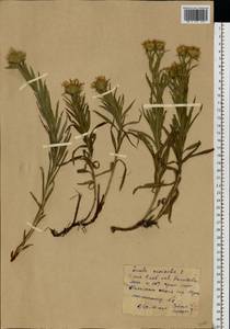 Pentanema ensifolium (L.) D. Gut. Larr., Santos-Vicente, Anderb., E. Rico & M. M. Mart. Ort., Восточная Европа, Центральный лесостепной район (E6) (Россия)
