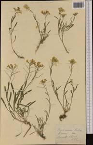 Erysimum × cheiri (L.) Crantz, Западная Европа (EUR) (Швейцария)
