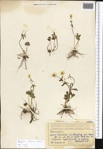 Ranunculus demissus DC., Средняя Азия и Казахстан, Северный и Центральный Тянь-Шань (M4) (Киргизия)