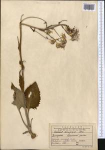 Vickifunkia narynensis (C. Winkl.) C. Ren, L. Wang, I. D. Illar. & Q. E. Yang, Средняя Азия и Казахстан, Северный и Центральный Тянь-Шань (M4) (Казахстан)