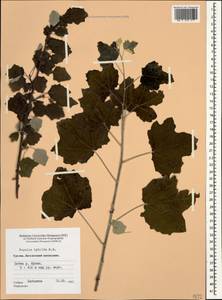 Populus × canescens (Aiton) Sm., Кавказ, Грузия (K4) (Грузия)