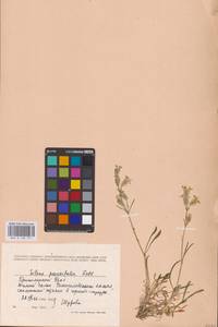 Смолевка хамарская Turcz., Восточная Европа, Восточный район (E10) (Россия)