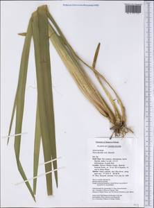 Yucca flaccida Haw., Америка (AMER) (США)