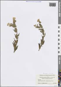 Гуния красивая (Willd. ex Roem. & Schult.) Greuter & Burdet, Кавказ, Грузия (K4) (Грузия)