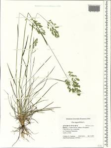 Мятлик узколистный L., Крым (KRYM) (Россия)