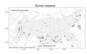 Elymus violaceus, Пырейник фиолетовый (Hornem.) J.Feilberg, Атлас флоры России (FLORUS) (Россия)