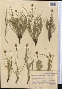 Pseudopodospermum tauricum (M.Bieb.) Vasjukov & Saksonov, Средняя Азия и Казахстан, Северный и Центральный Казахстан (M10) (Казахстан)