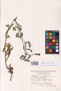 Воловик рослый Besser ex Link, Восточная Европа, Западно-Украинский район (E13) (Украина)