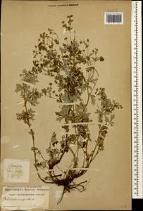 Лапчатка серебристая L., Кавказ, Грузия (K4) (Грузия)