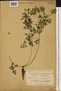 Oreoselinum nigrum Delarbre, Восточная Европа, Московская область и Москва (E4a) (Россия)