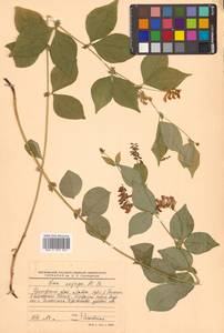 Горошек однопарный A.Braun, Сибирь, Дальний Восток (S6) (Россия)