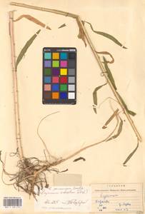 Желтушник душистый Ehrh., Восточная Европа, Западно-Украинский район (E13) (Украина)