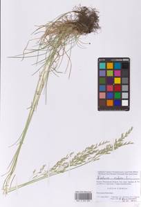 Овсяница красная L., Восточная Европа, Московская область и Москва (E4a) (Россия)