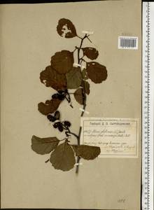 Ольха клейкая, Ольха черная (L.) Gaertn., Восточная Европа, Московская область и Москва (E4a) (Россия)