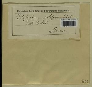 Polytrichum piliferum Hedw., Гербарий мохообразных, Мхи - Прибалтика (B1) (Неизвестно)