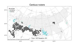 Carduus nutans, Чертополох поникший L., Атлас флоры России (FLORUS) (Россия)