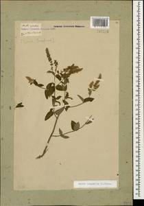 Мята длиннолистная (L.) L., Кавказ, Грузия (K4) (Грузия)