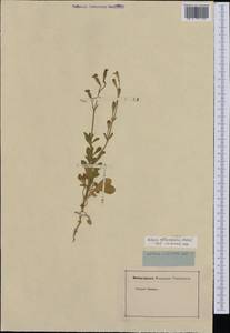 Silene obtusifolia Willd., Западная Европа (EUR) (Неизвестно)